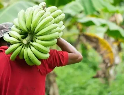 Banana-Production