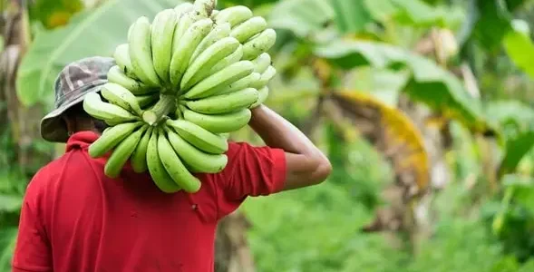Banana-Production