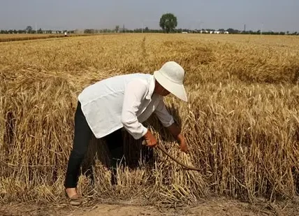 China-Wheat
