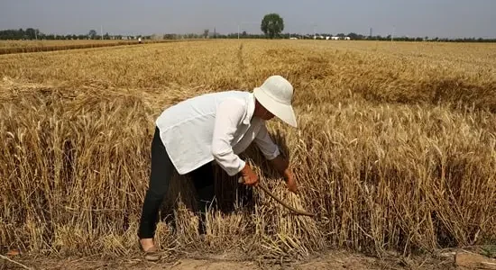 China-Wheat