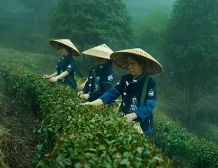 China-tea-production