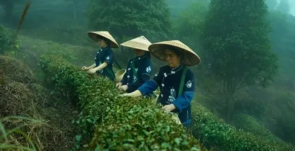 China-tea-production