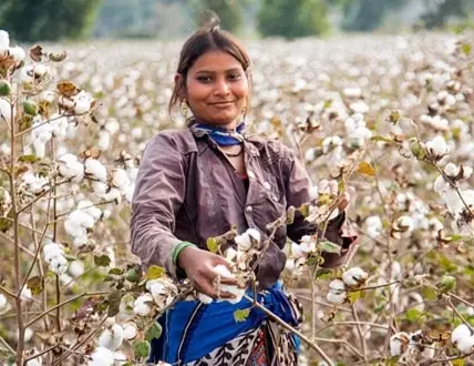 Cotton Production India