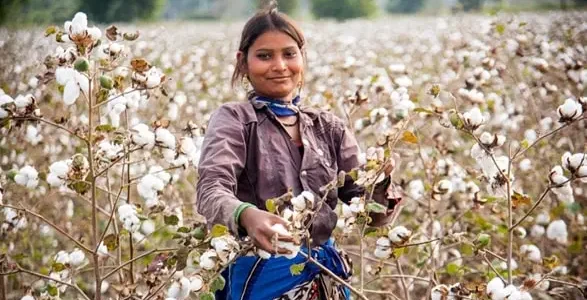 Cotton Production India