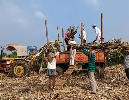 India Sugarcane