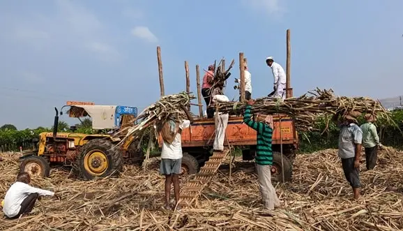 India Sugarcane