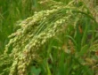 Millet