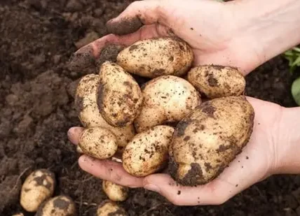 Potatoes Production