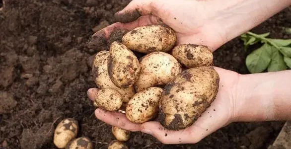 Potatoes Production