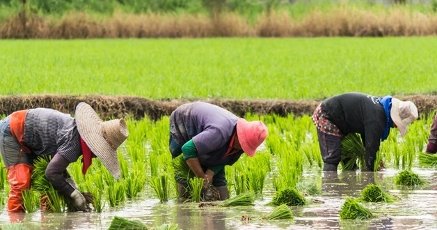 Rice-Production
