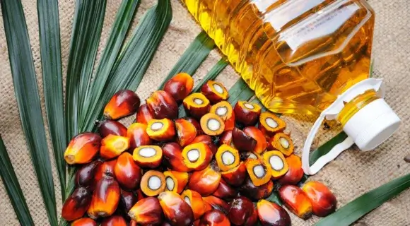 Largest Palm Oil Producer Countries