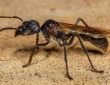 Bullet Ant (Paraponera clavata)