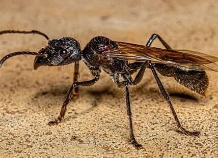 Bullet Ant (Paraponera clavata)
