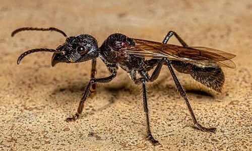 Bullet Ant (Paraponera clavata)