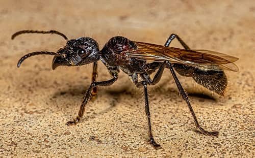 Bullet Ant (Paraponera clavata)