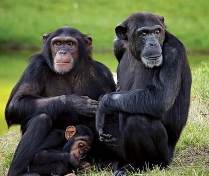 Chimpanzee (Pan troglodytes)