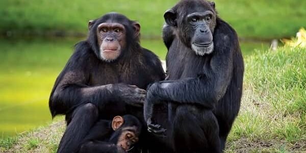 Chimpanzee (Pan troglodytes)