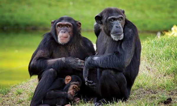 Chimpanzee (Pan troglodytes)