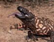 Gila Monster (Heloderma suspectum)