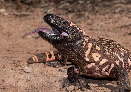 Gila Monster (Heloderma suspectum)