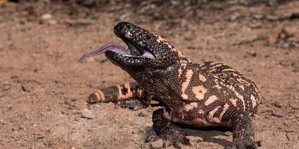 Gila Monster (Heloderma suspectum)