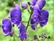 Monkshood / Wolfsbane (Aconitum species)