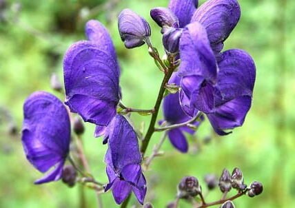 Monkshood / Wolfsbane (Aconitum species)