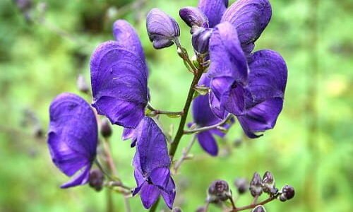 Monkshood / Wolfsbane (Aconitum species)