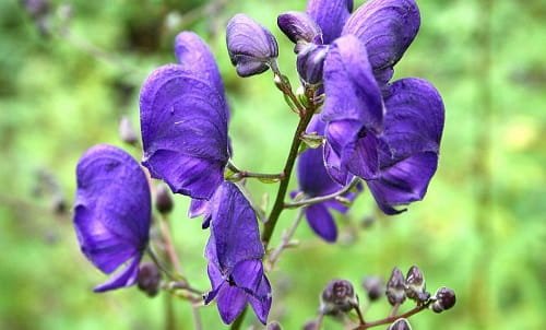 Monkshood / Wolfsbane (Aconitum species)
