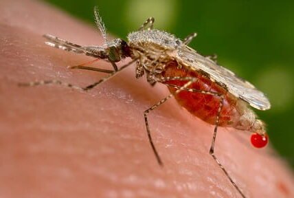 Mosquito (Anopheles & Aedes species)