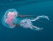 Immortal Jellyfish