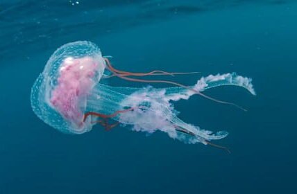 Immortal Jellyfish