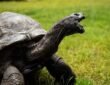 Jonathan — 191+ Years Old (Aldabra Giant Tortoise, Saint Helena)