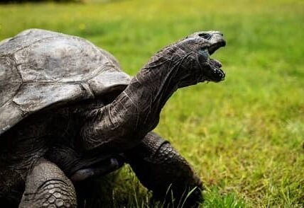 Jonathan — 191+ Years Old (Aldabra Giant Tortoise, Saint Helena)