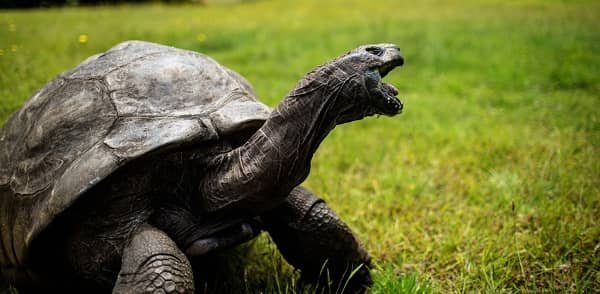 Jonathan — 191+ Years Old (Aldabra Giant Tortoise, Saint Helena)