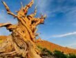 Methuselah — Great Basin Bristlecone Pine (4,855 Years Old)