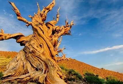 Methuselah — Great Basin Bristlecone Pine (4,855 Years Old)