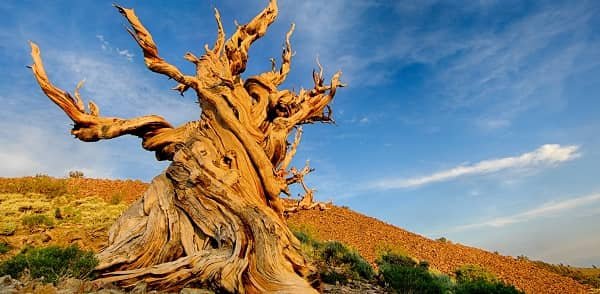 Methuselah — Great Basin Bristlecone Pine (4,855 Years Old)