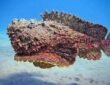 Stonefish (Synanceia verrucosa)
