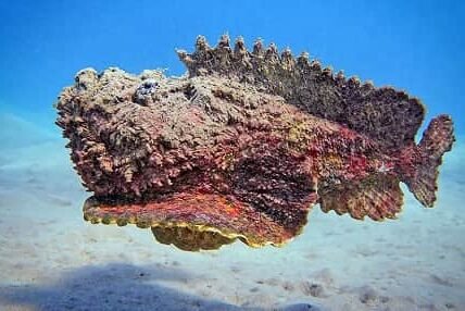 Stonefish (Synanceia verrucosa)
