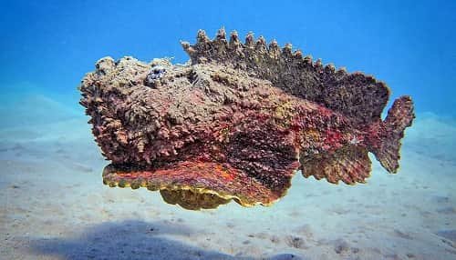 Stonefish (Synanceia verrucosa)