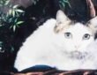 Creme Puff