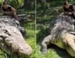 Crocodile