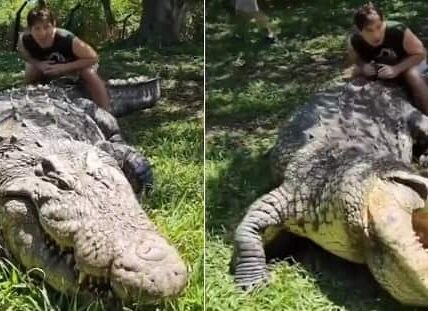 Crocodile