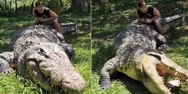 Crocodile