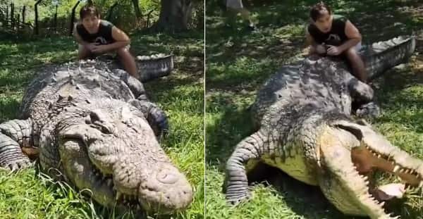 Crocodile