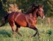 American Quarter Horse