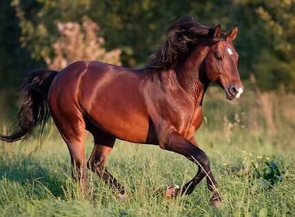 American Quarter Horse