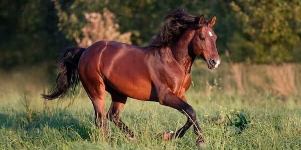 American Quarter Horse