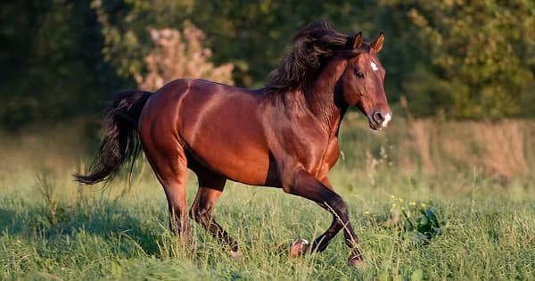 American Quarter Horse